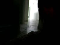 Brunette giving passionate blowjob to big dog dick